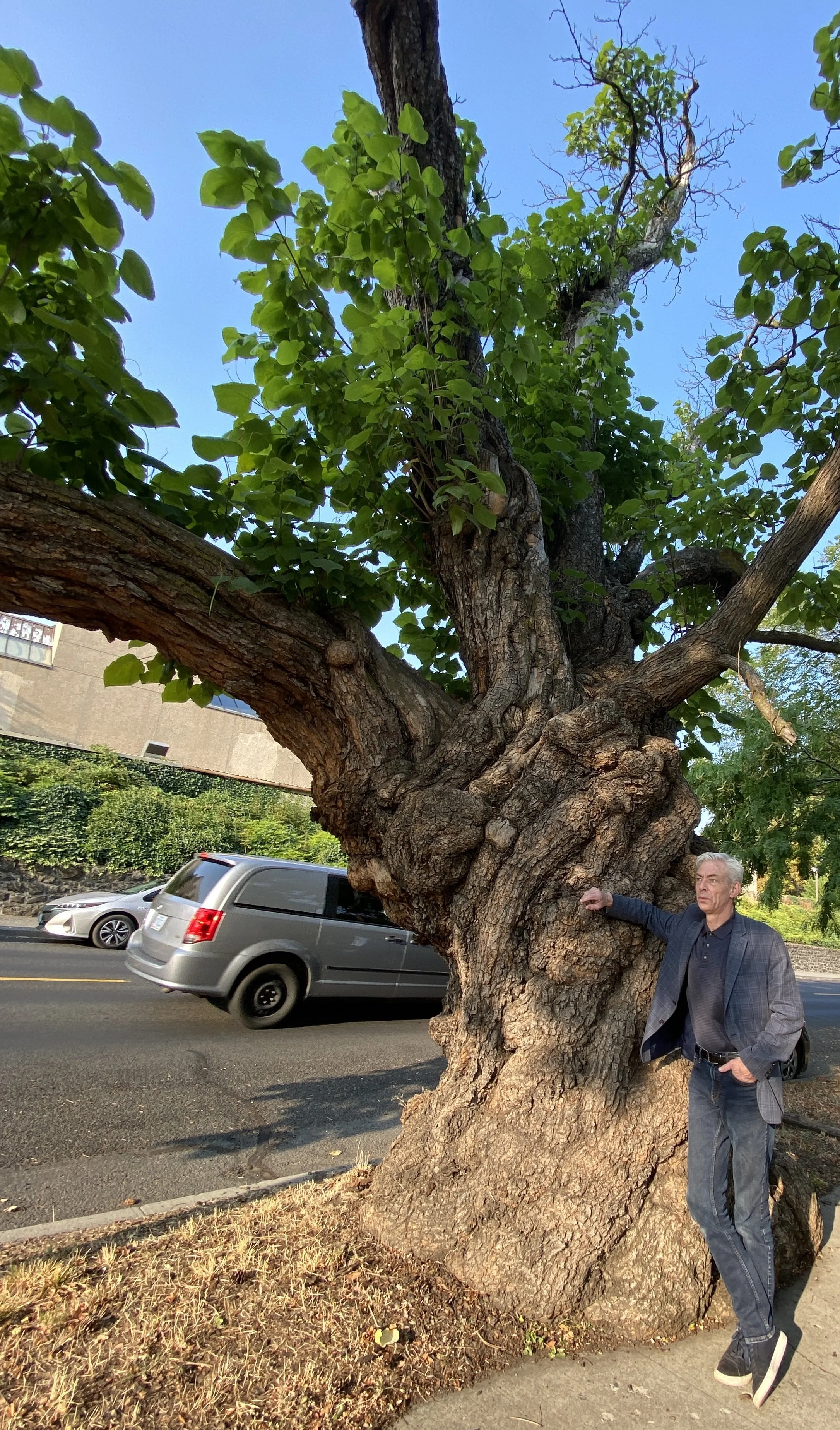 Hey TD, How Old Is This Tree? — Columbia Community Connection News
